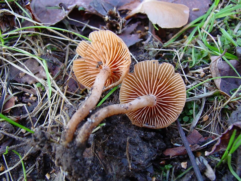 Tubaria hiemalis var. hiemalis